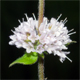 Mentha arvensis