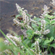 Mentha longifolia