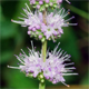 Mentha spicata