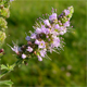 Mentha suaveolens