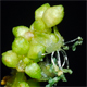 Mercurialis annua