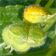 Mercurialis ovata