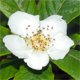 Mespilus germanica