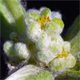 Bombycilaena erecta