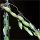 Milium effusum