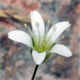 Sabulina austriaca