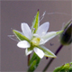 Sabulina tenuifolia