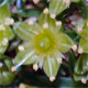 Cherleria sedoides