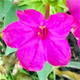 Mirabilis jalapa