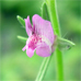 Misopates orontium