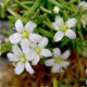 Moehringia bavarica b.