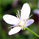 Moehringia muscosa