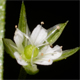 Moehringia trinervia