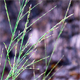 Molinia arundinacea