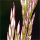 Molinia caerulea