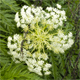 Molopospermum peloponnesiacum b.