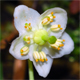 Moneses uniflora