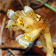Monotropa hypophegea