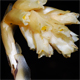 Monotropa hypopitys