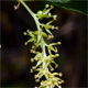 Morus alba