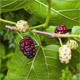 Morus indica
