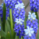 Muscari armeniacum