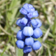 Muscari botryoides b.