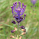 Muscari comosum