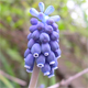 Muscari neglectum