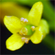 Myagrum perfoliatum