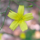 Mycelis muralis