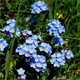 Myosotis alpestris