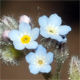 Myosotis arvensis