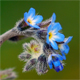 Myosotis ramosissima