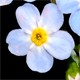 Myosotis scorpioides
