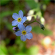 Myosotis sylvatica