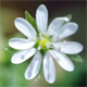Stellaria aquatica