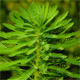 Myriophyllum aquaticum