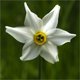Narcissus poeticus