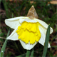 Narcissus pseudonarcissus