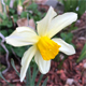 Narcissus x incomparabilis