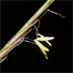 Nardus stricta