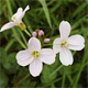 Nasturtium officinale