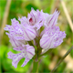 Neotinea tridentata