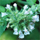 Nepeta cataria