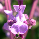 Nepeta nuda