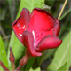 Nerium oleander o.