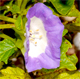 Nicandra physalodes