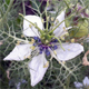 Nigella damascena
