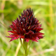 Nigritella rhellicani